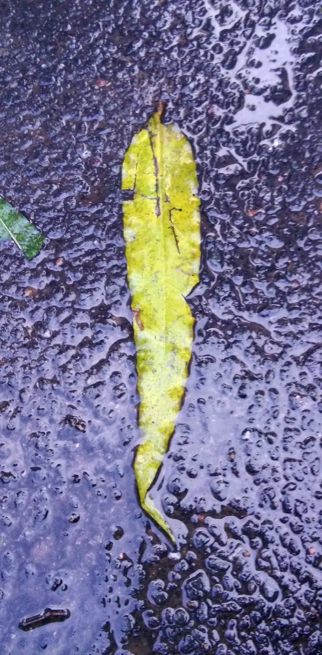 Leaf in rain