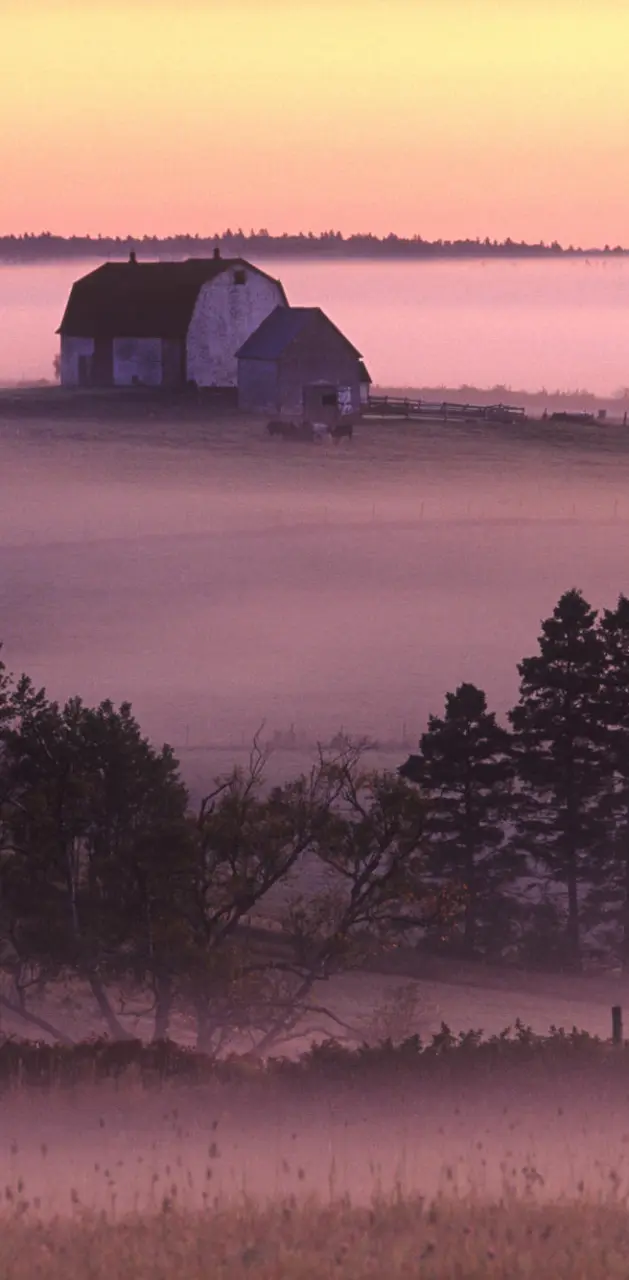 Misty Countryside