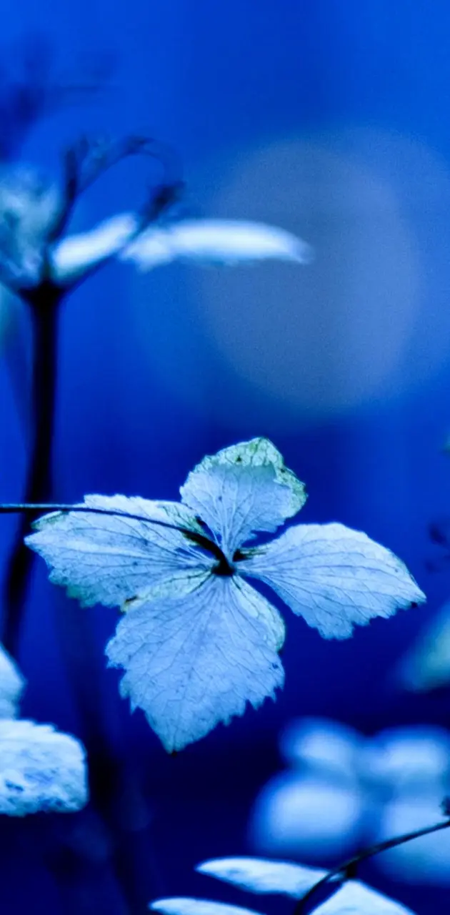 Blue Leaves