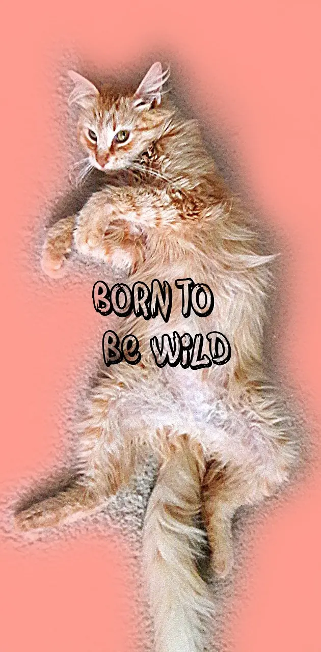 Born To Be Wild Cat
