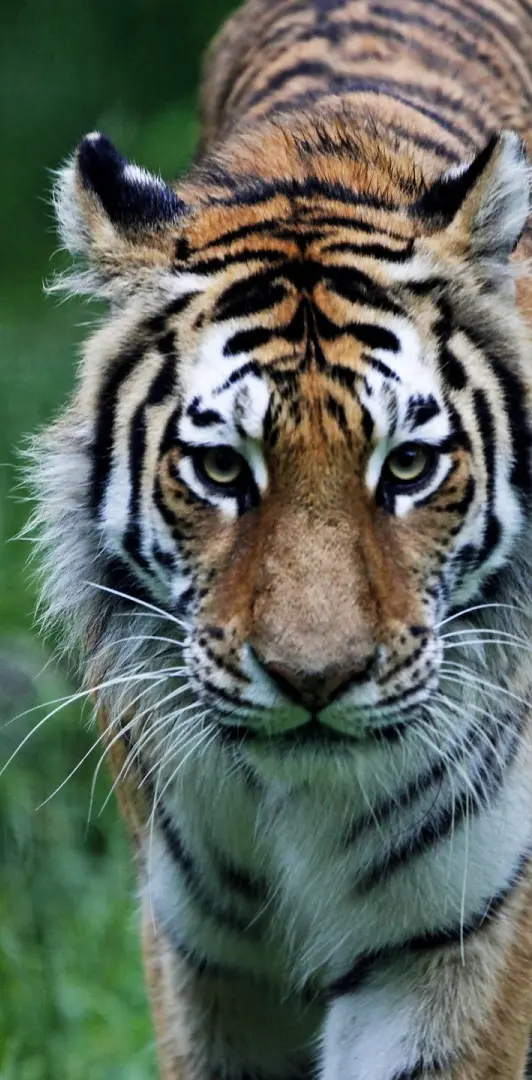 Tiger On The Hunt