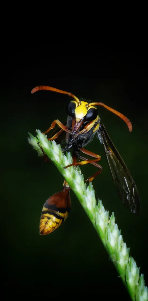 yellow jacket