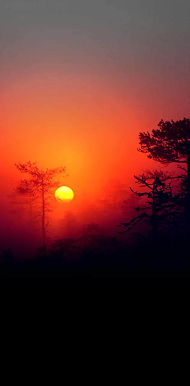 Misty Sunset
