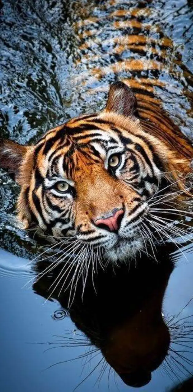 Tiger H2O