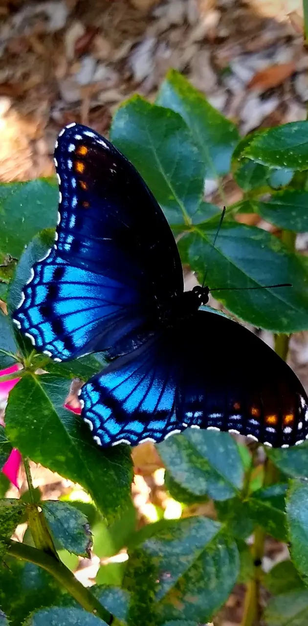 Blackblue butterfly 