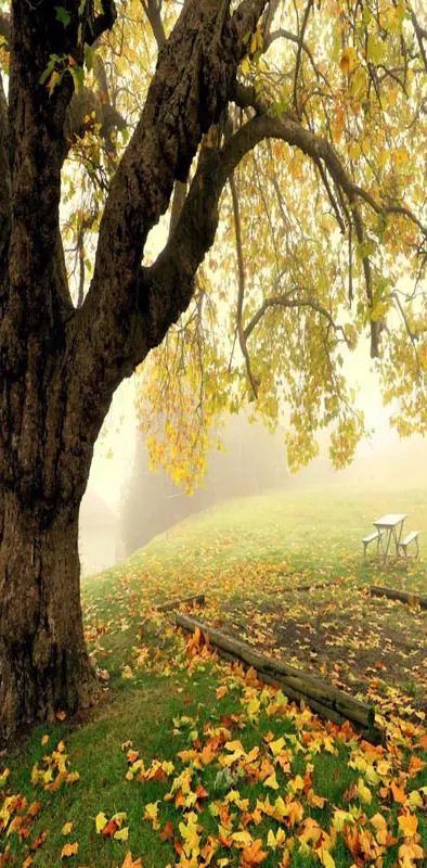 Tree Fog Autumn