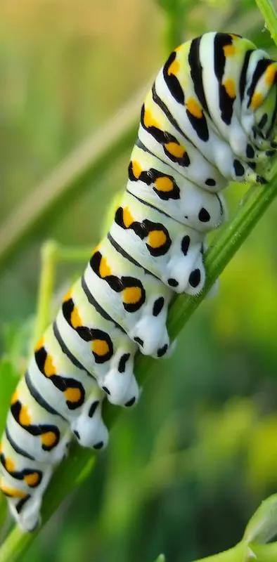 Nice Caterpillar