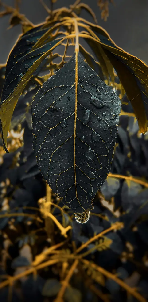 Black Golden leaf