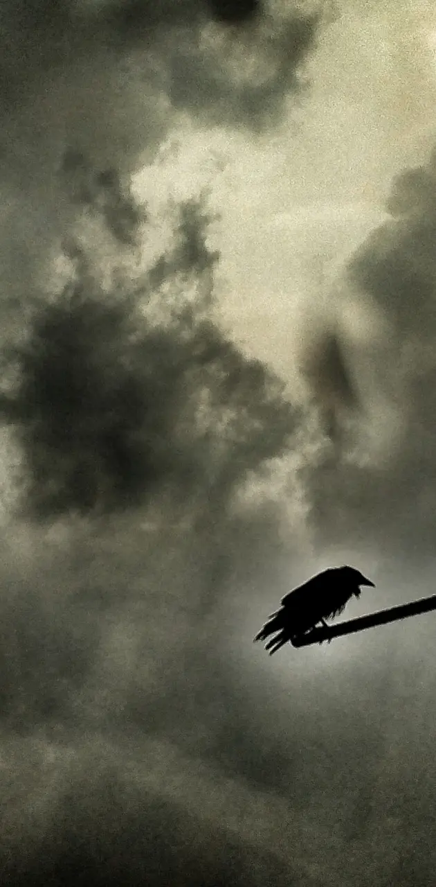 Alone crow