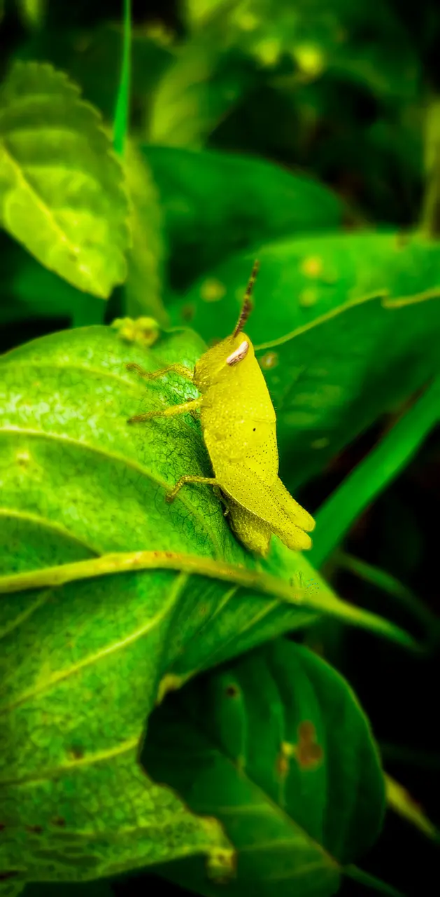 # Grasshopper #