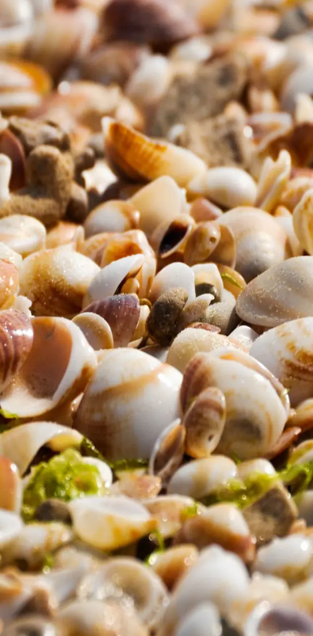 Sea Shells HD