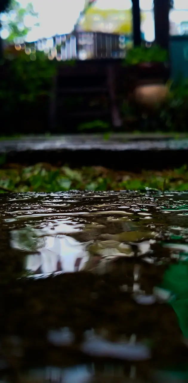 Wet Garden