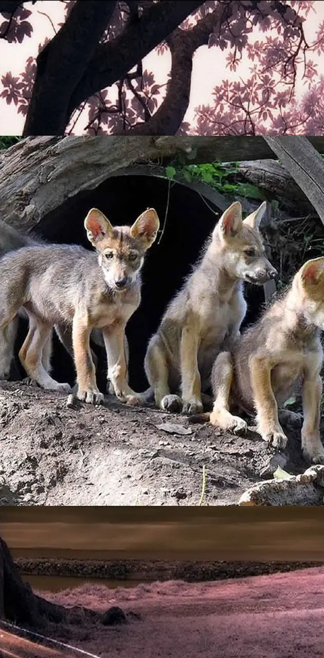 Little Wolf Pack