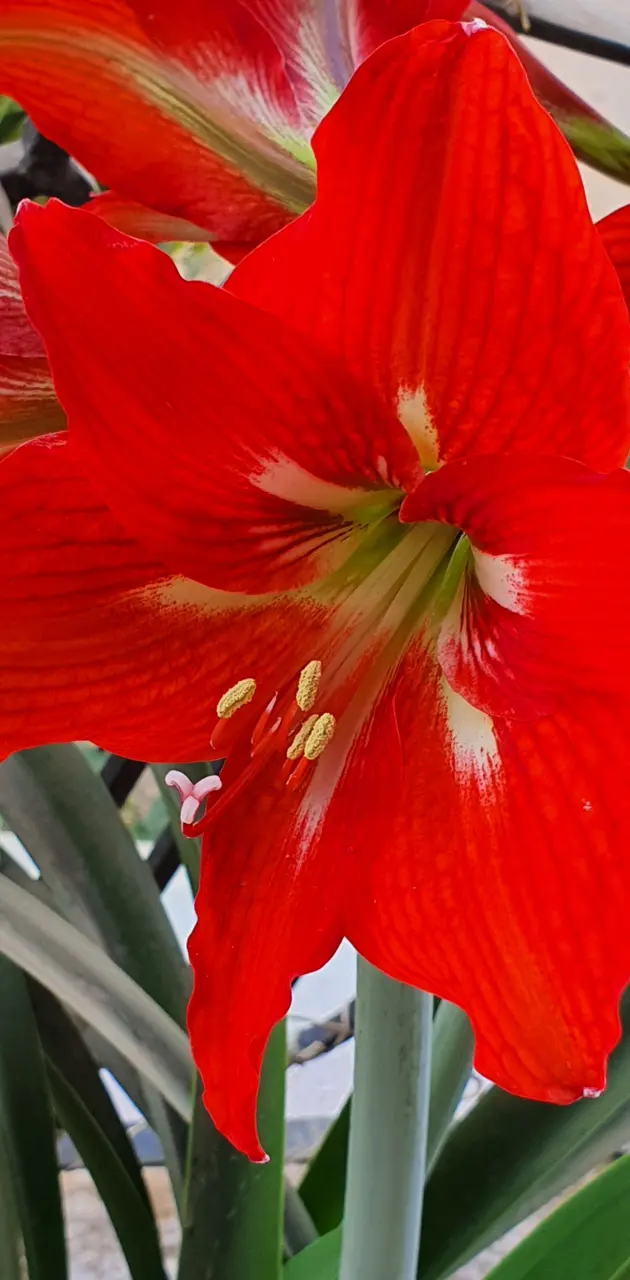 Red Lilium Flower