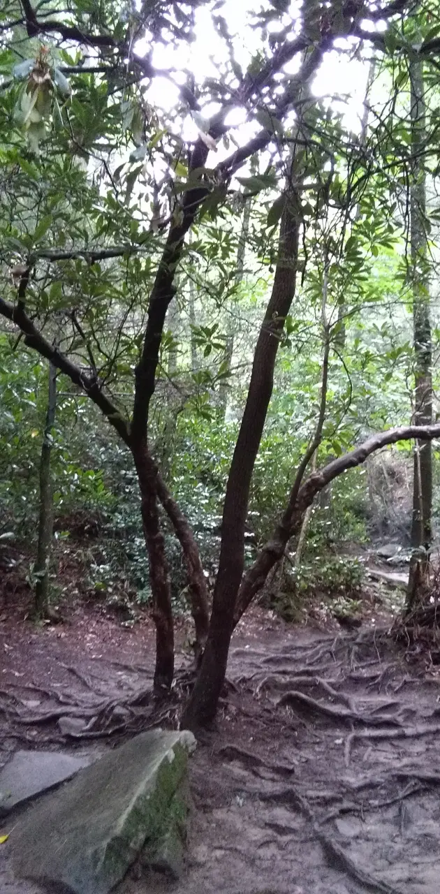 Trail tree