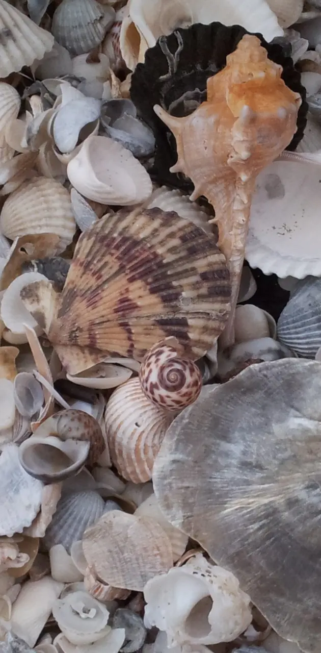 Beautiful Sea Shell