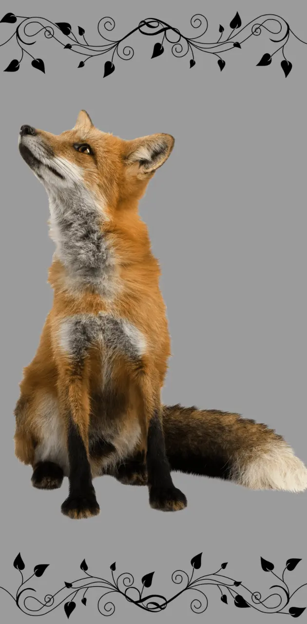 Fox Look