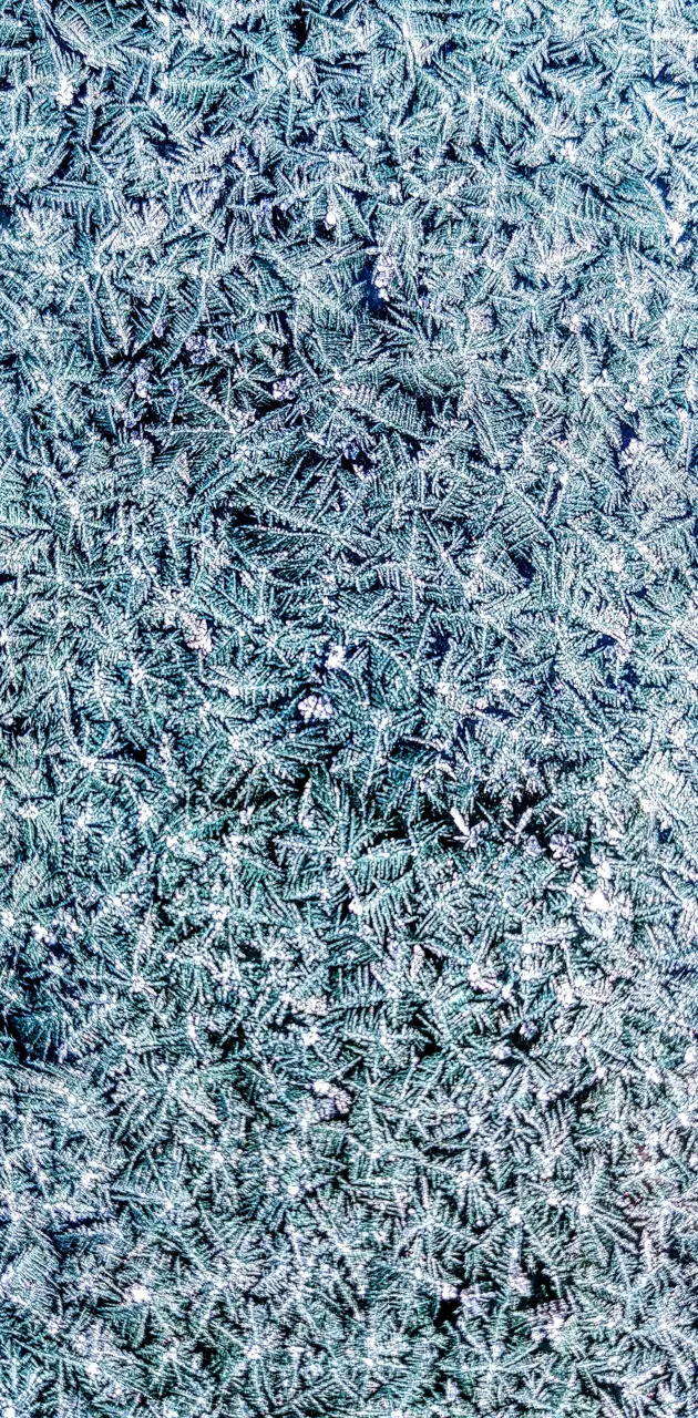 Colorado frost