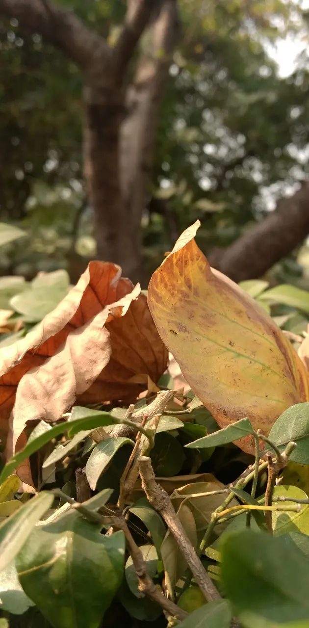 Leaves