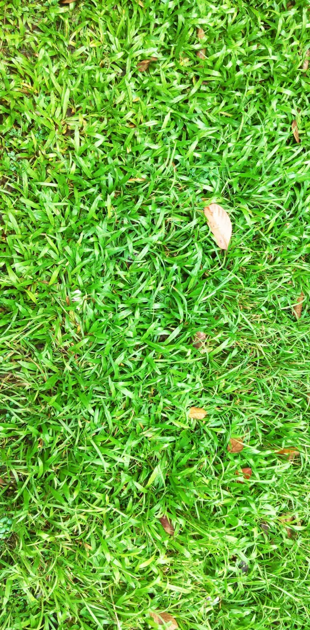 Green Grass 
