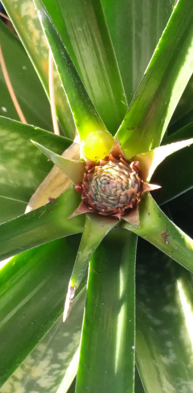PineappleBulb