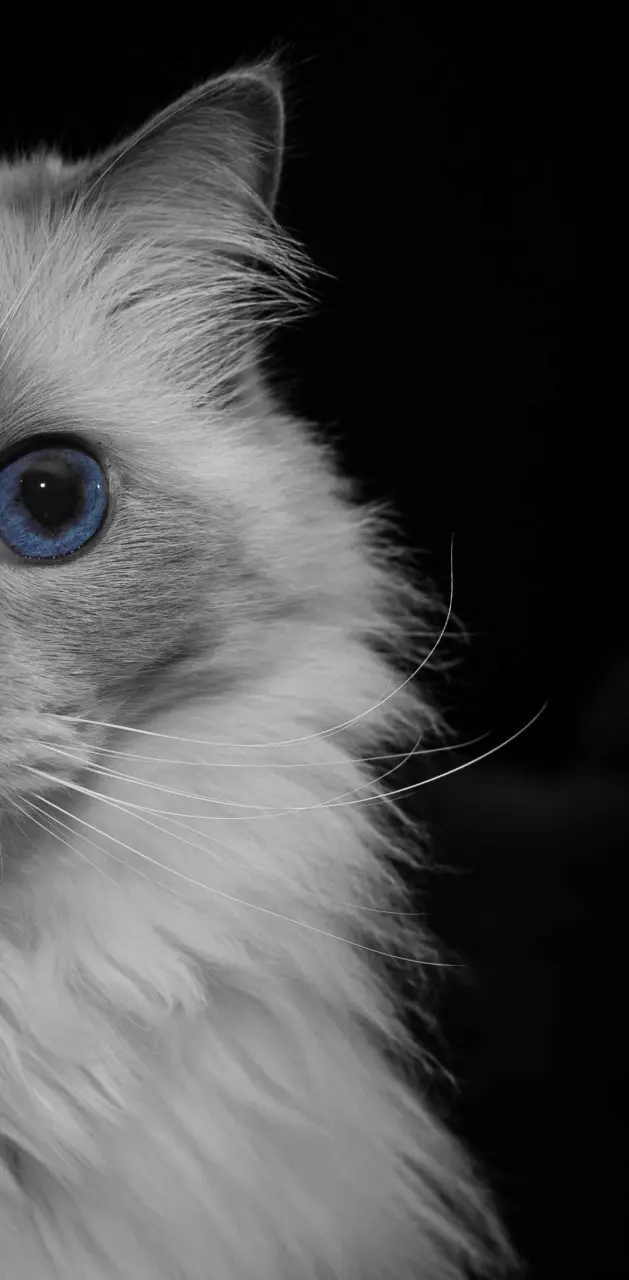 Blue eye ragdoll cat