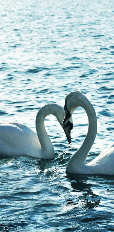 Love Swan