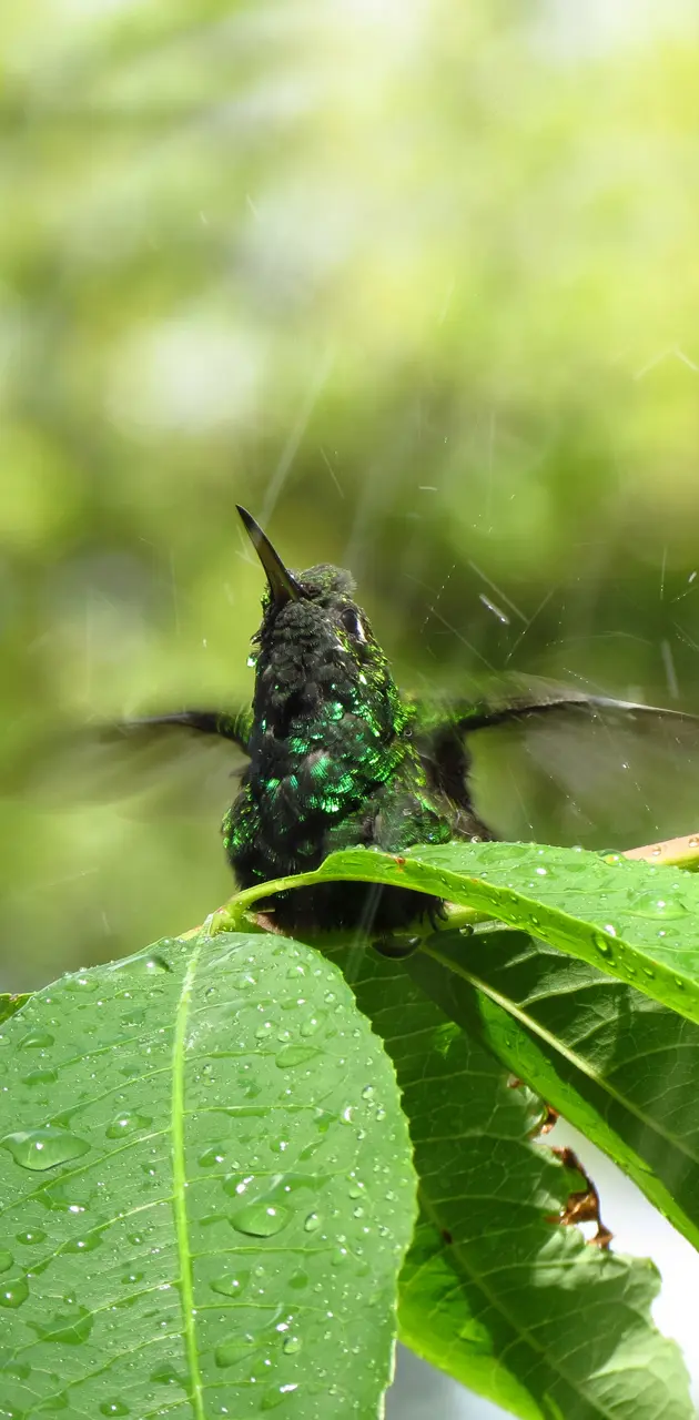 Hummingbird Colibri