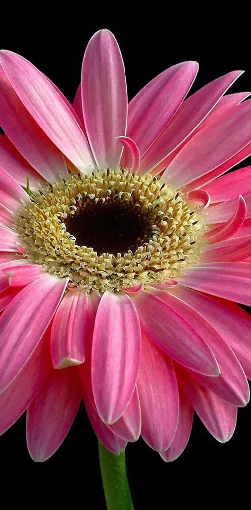 Pink felicia flower