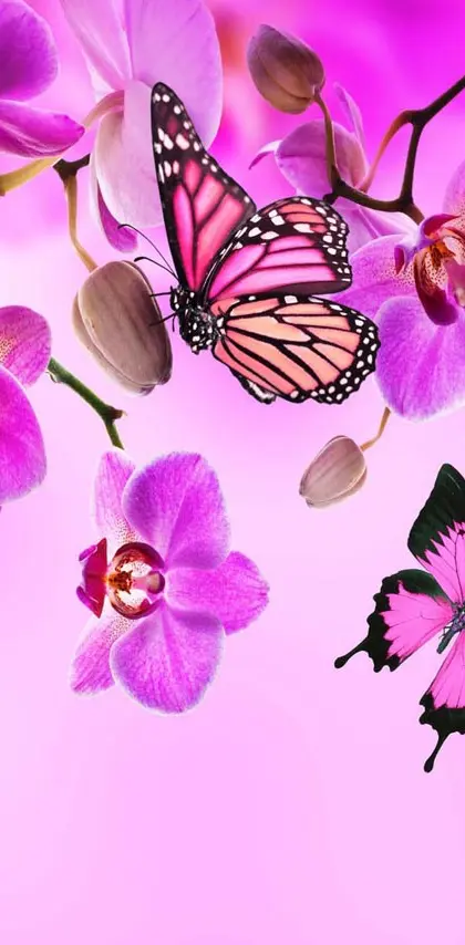 Orchids butterflies
