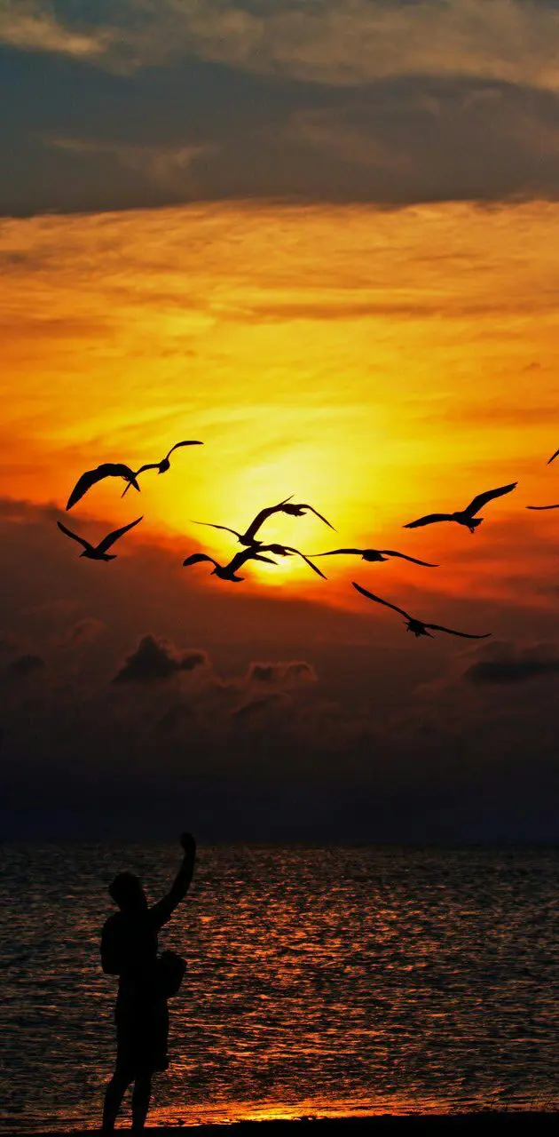 Sunset birds