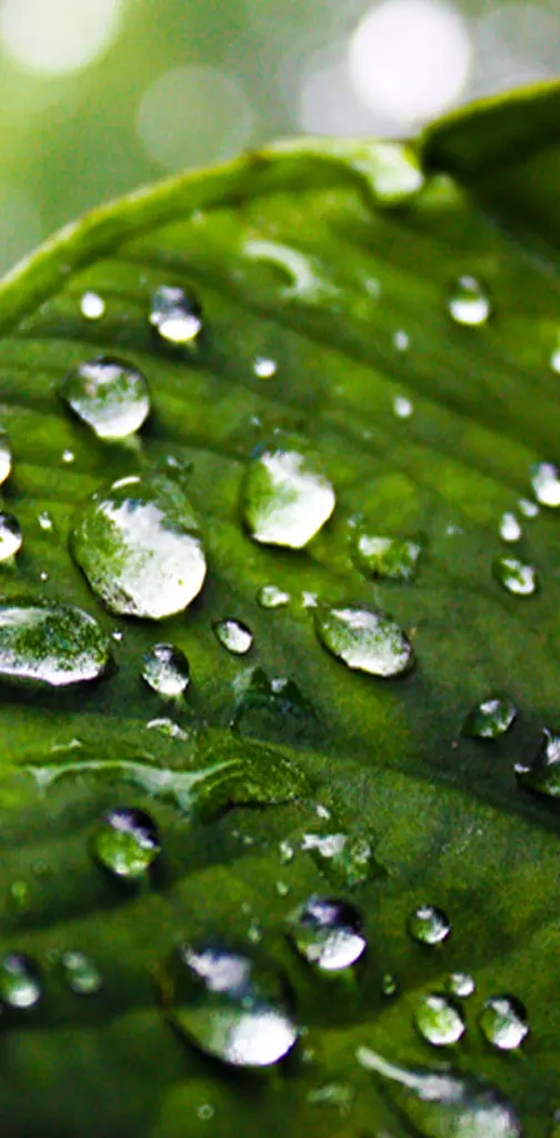 Leaf Water Drops