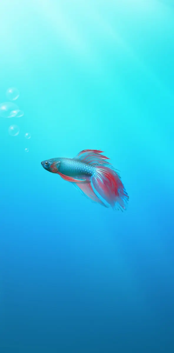 Wonder Fish