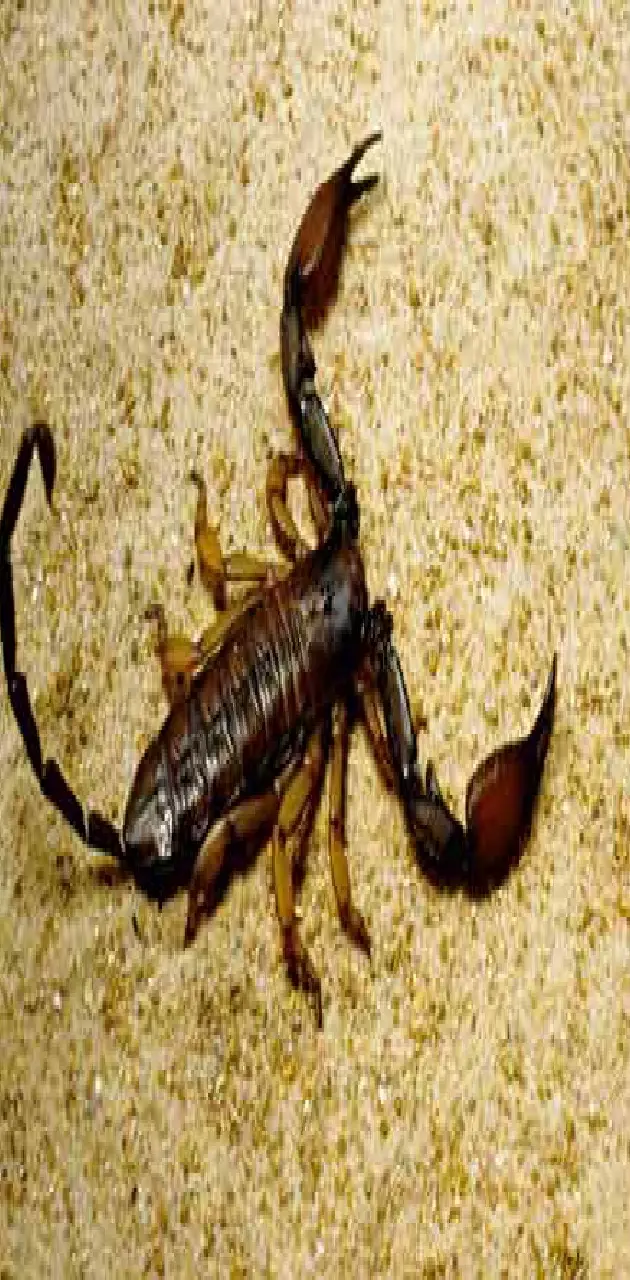 Scorpion king
