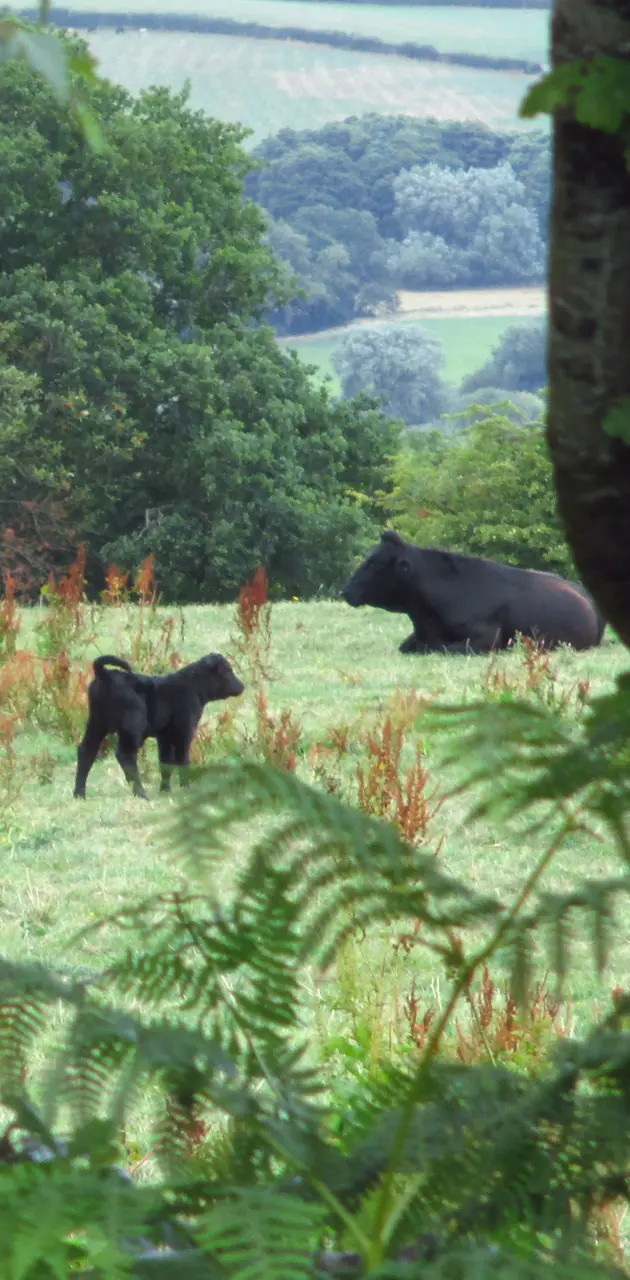 Welsh Black cows