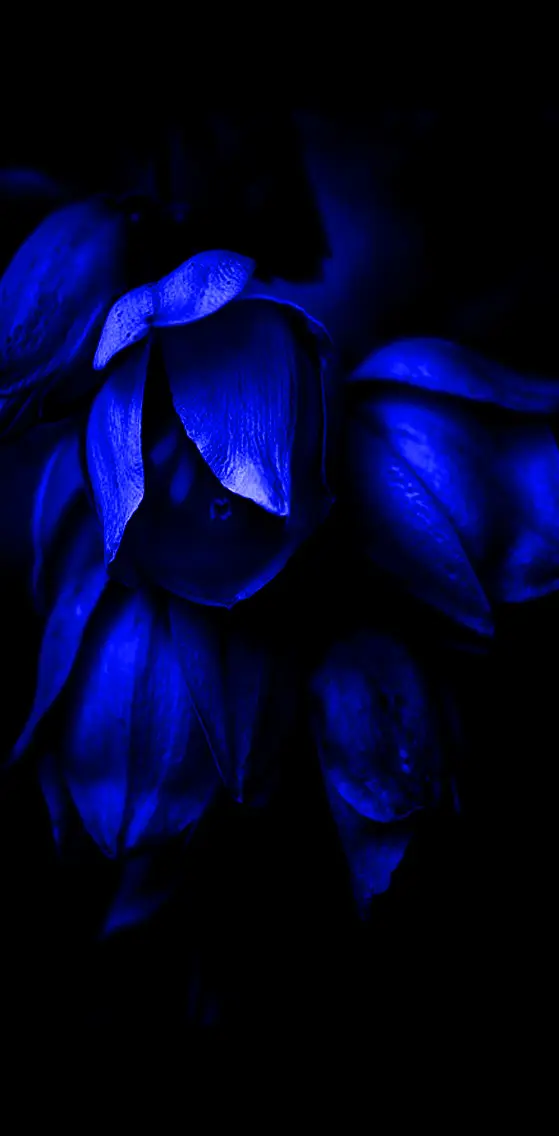 Blue  Flowers