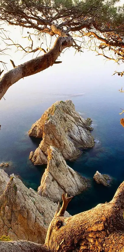 Tree and Rocks Coast