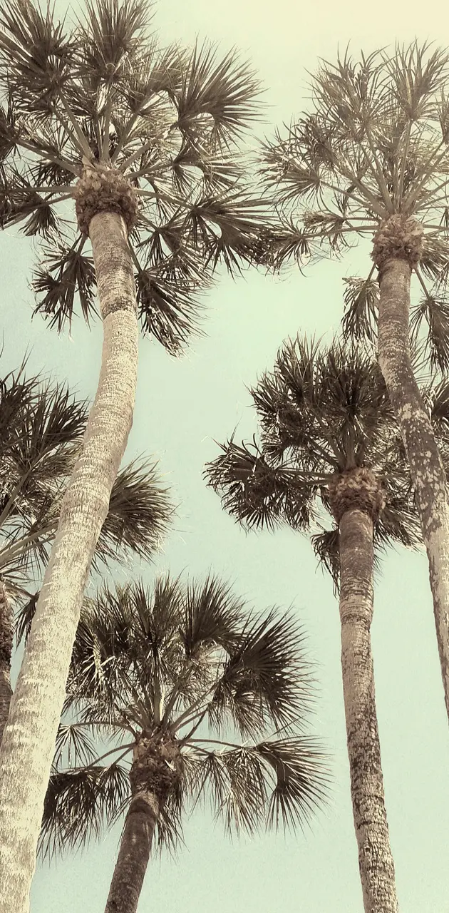Aesthetic Palm Trees
