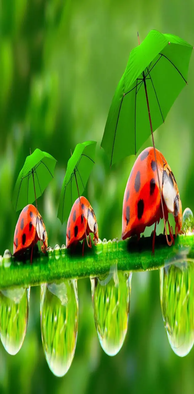 Dew ladybugs