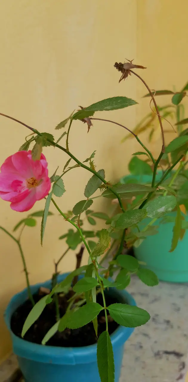 Rosa do Jardim 
