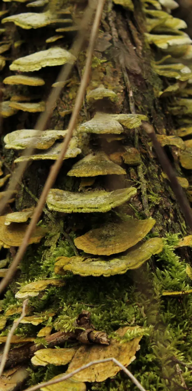 Fungi log