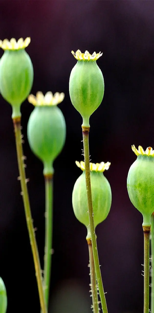 green poppy--------