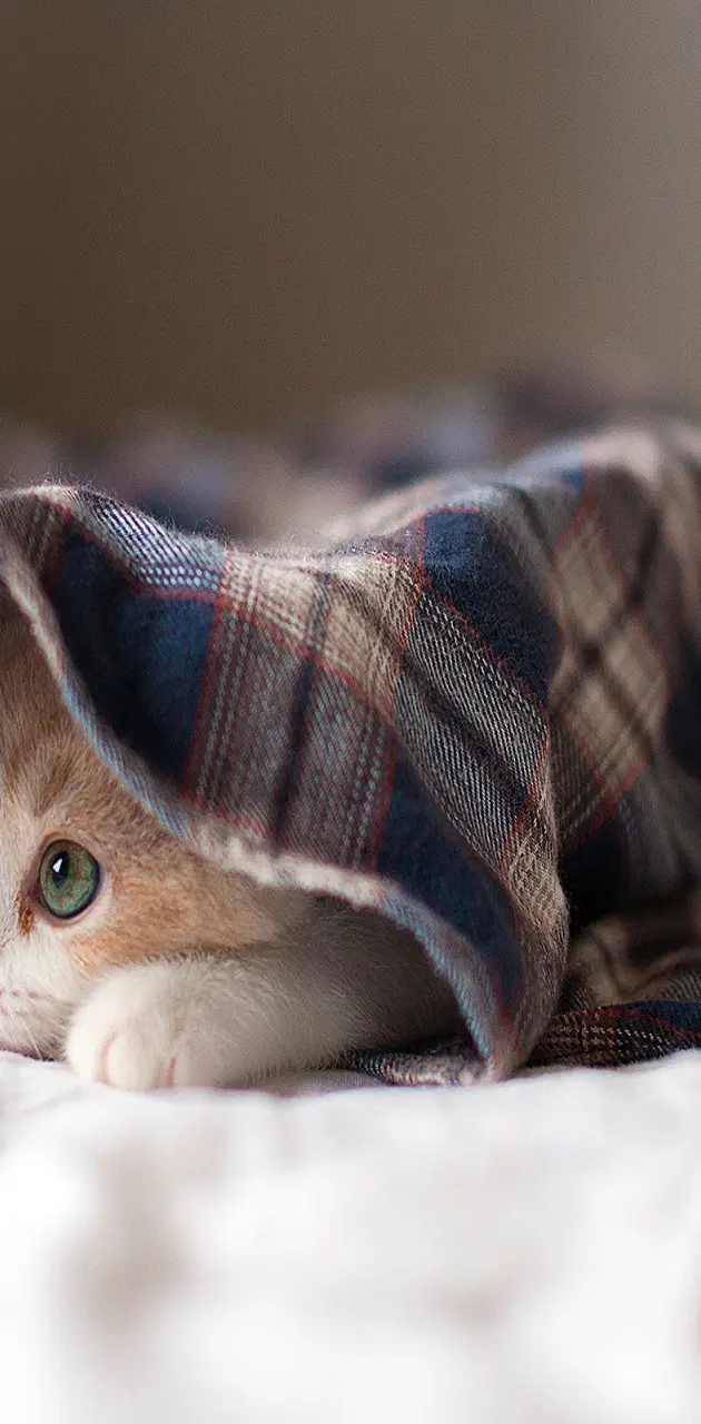 kitten under blanket
