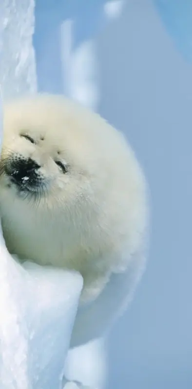 Polar Seal
