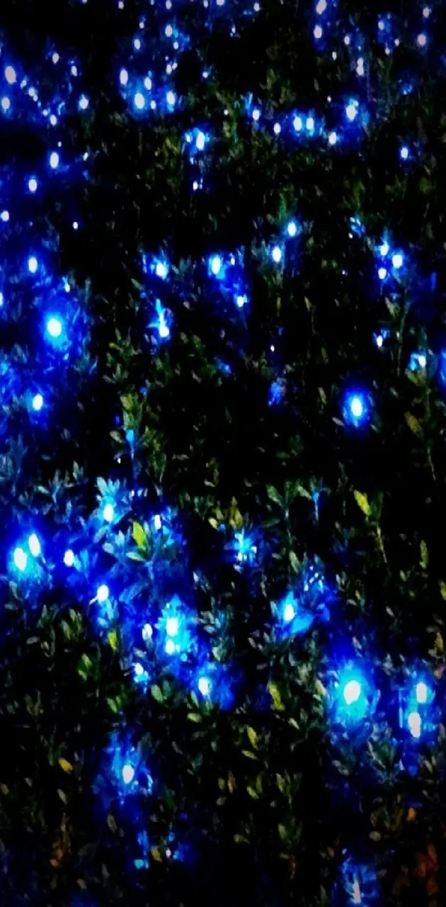 blue fireflies