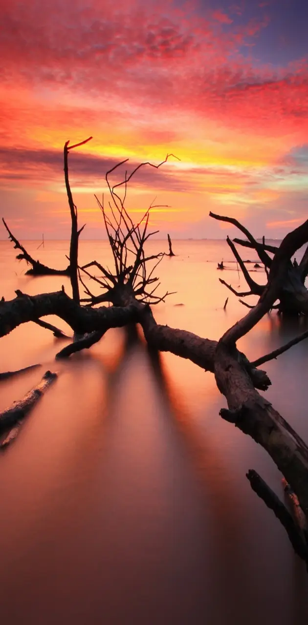 driftwood sunset