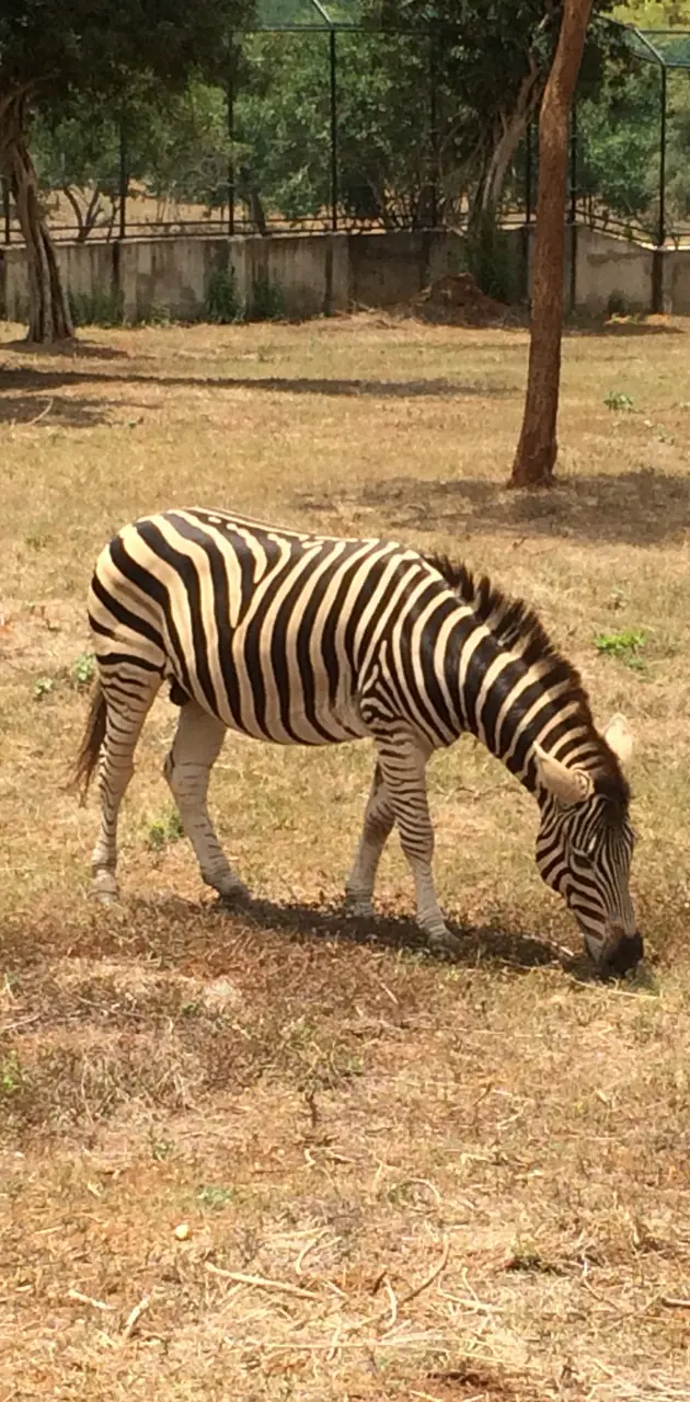 Zebra By rifki