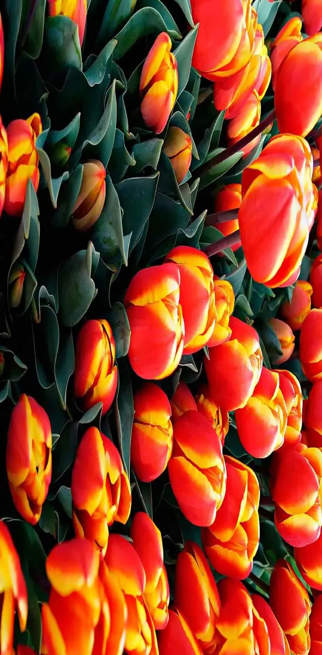 Tulips orange