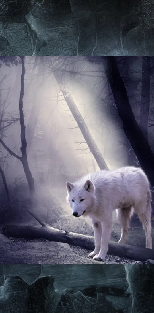 Lone white wolf