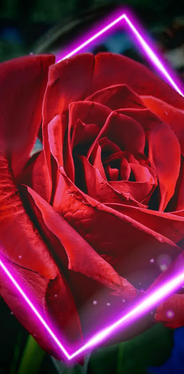 Neon Red Rose